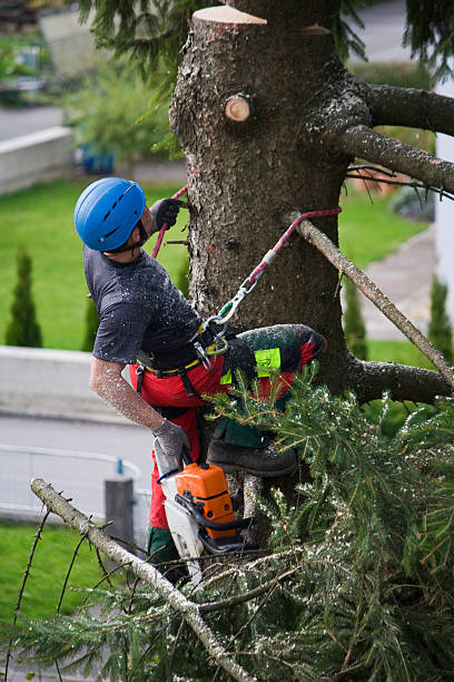 Tree and Shrub Care in Hillcrest, IL